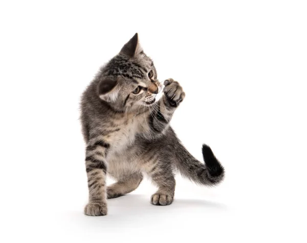 Cute tabby playing on white — Stock Photo, Image