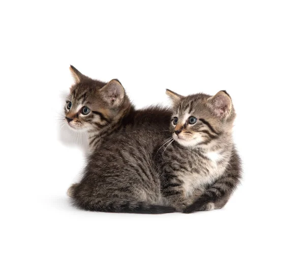 Dois gatinhos tabby em branco — Fotografia de Stock