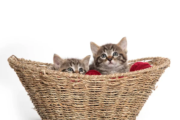 İki tekir bir sepet içinde yavru kedi — Stok fotoğraf