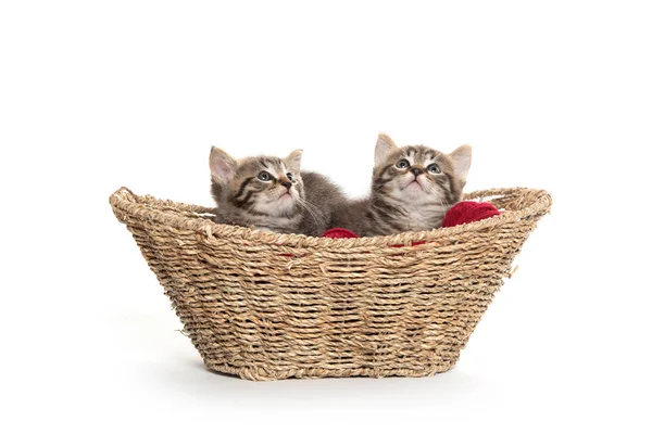 Two tabby kittens in a basket — Stock Photo, Image