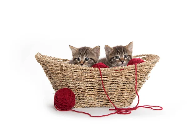 Two tabby kittens in a basket — Stock Photo, Image