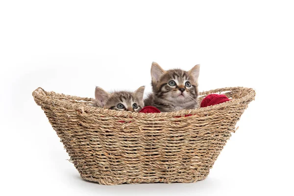 Dos gatitos tabby en una cesta —  Fotos de Stock