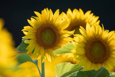 Bir tarlada ayçiçekleri