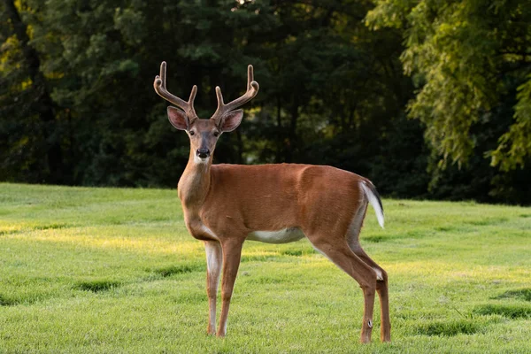 Jeleń buck z velvet poroża — Zdjęcie stockowe