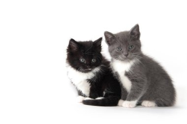 beyaz arka planda oturan iki sevimli kedi yavrusu