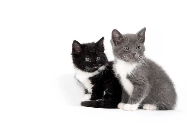 Dwa cute kociąt siedzi na białym tle — Zdjęcie stockowe