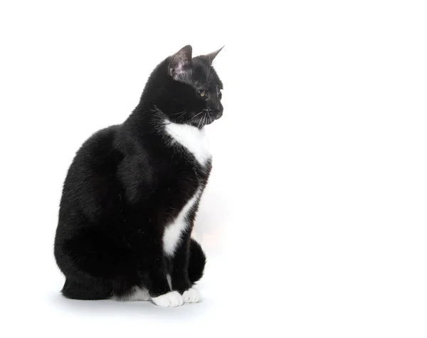 Чорно-біла смокінг кішка — стокове фото