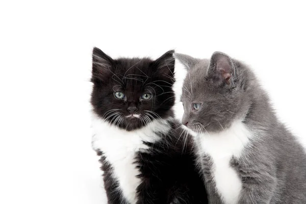 白い背景に座っている2つのかわいい子猫 — ストック写真