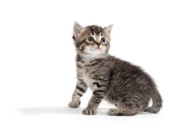 Şirin Bebek tabby yavru kedi beyaz