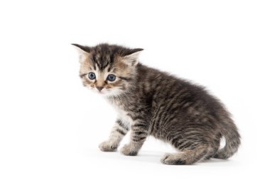 Şirin Bebek tabby yavru kedi beyaz