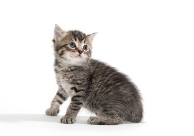 Şirin Bebek tabby yavru kedi beyaz