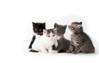 Beyaz üzerinde dört sevimli kedi yavrusu 