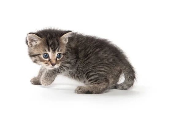 Schattige baby tabby kitten op wit — Stockfoto