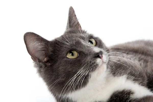 Adult white and gray cat — Stock Photo, Image
