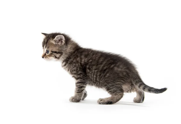 Lindo bebé tabby gatito en blanco — Foto de Stock