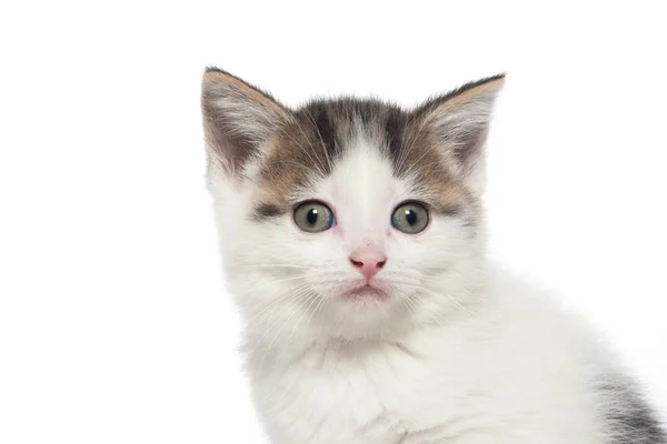 Lindo blanco tabby gatito en blanco — Foto de Stock