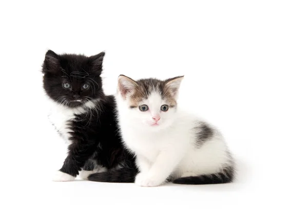 Dois gatinhos bonitos no branco — Fotografia de Stock