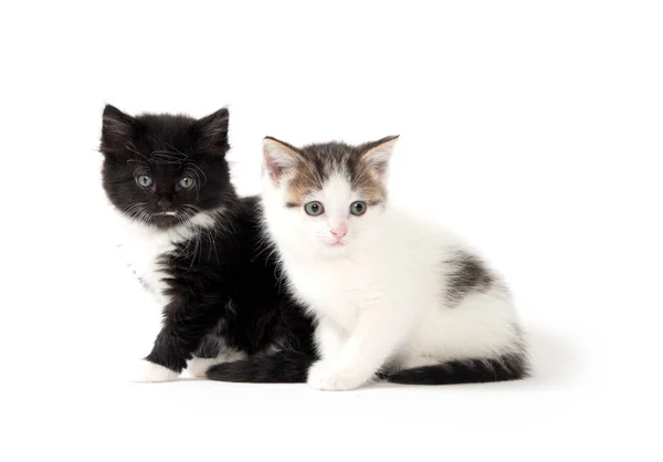 Beyaz üzerine iki şirin yavru kedi — Stok fotoğraf