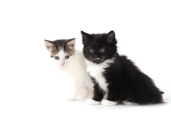 Beyaz üzerine iki şirin yavru kedi — Stok fotoğraf