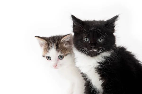 Beyaz üzerine iki şirin yavru kedi — Stok fotoğraf