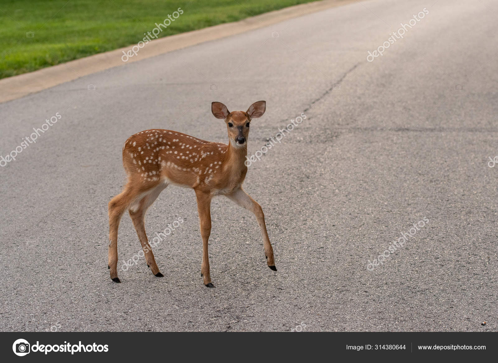 Cerf de Virginie faon traversant une route — Photo de stock par ©EEI_Tony -  314380644, image size:1600x1167