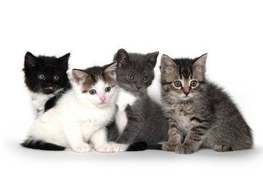 Beyaz üzerinde dört sevimli kedi yavrusu 