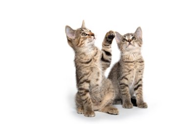 İki sevimli yavru kedi arıyorum