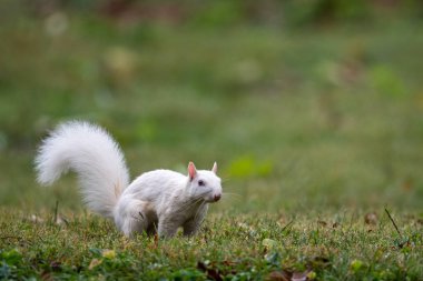 white squirrel 