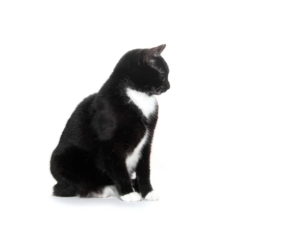 Fekete és a fehér szmoking macska — Stock Fotó