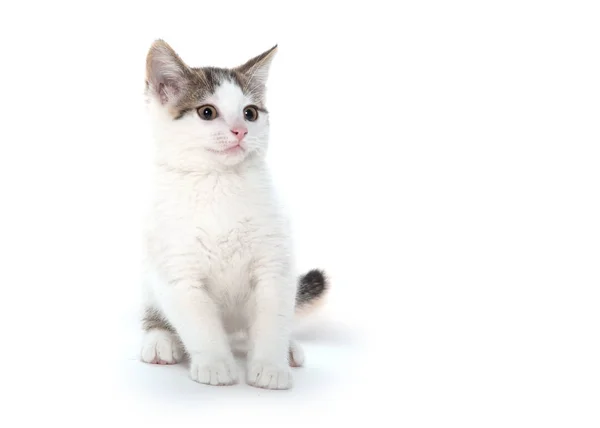 Leuk wit katje op witte achtergrond — Stockfoto