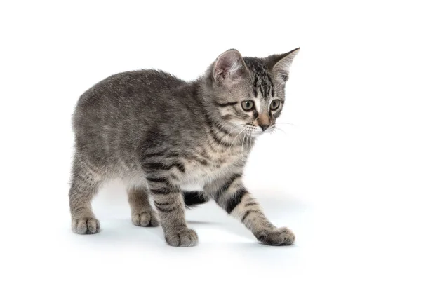 귀여운 줄무늬 고양이 — 스톡 사진