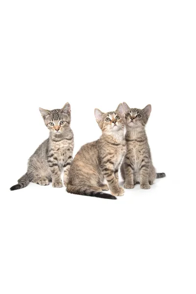 Tres gatitos tabby mirando hacia arriba —  Fotos de Stock