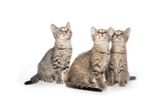 Three tabby kittens looking up — Stockfoto
