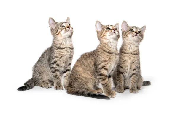 Three tabby kittens looking up — Stockfoto