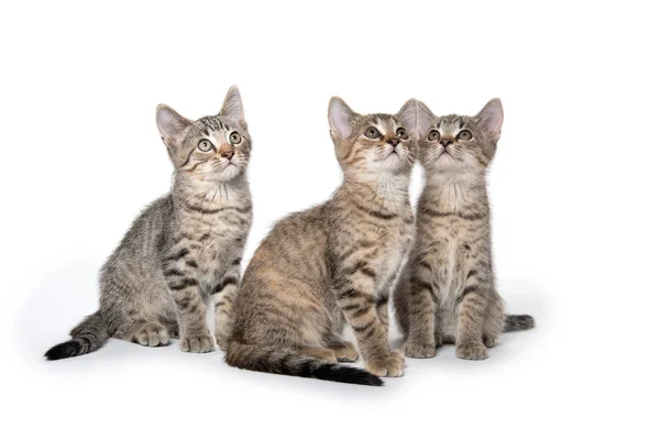 Три табби-котенка смотрят вверх — стоковое фото