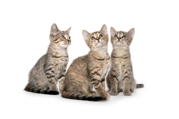 Три табби-котенка смотрят вверх — стоковое фото