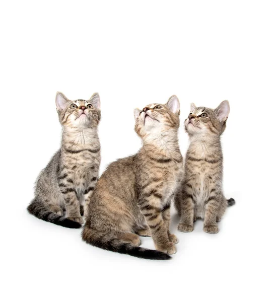 Three tabby kittens looking up — Stockfoto