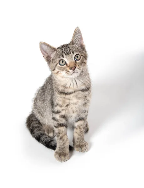 Schattig tabby kitten op zoek omhoog — Stockfoto