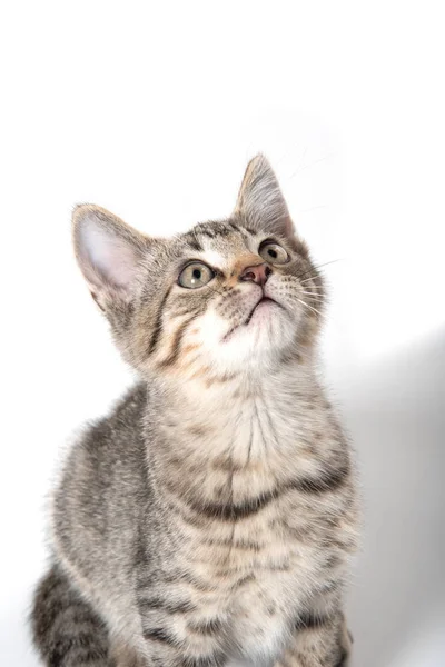 Lindo tabby gatito mirando arriba — Foto de Stock
