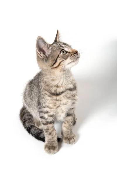 Słodkie tabby kotek patrząc w górę — Zdjęcie stockowe