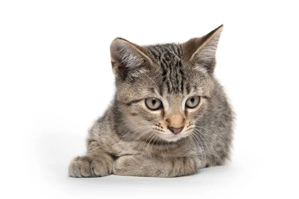 Schattig tabby kitten rustend op wit — Stockfoto