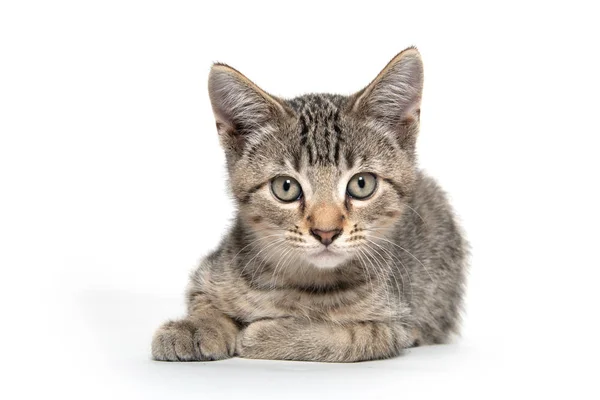 Carino tabby gattino riposo su bianco — Foto Stock