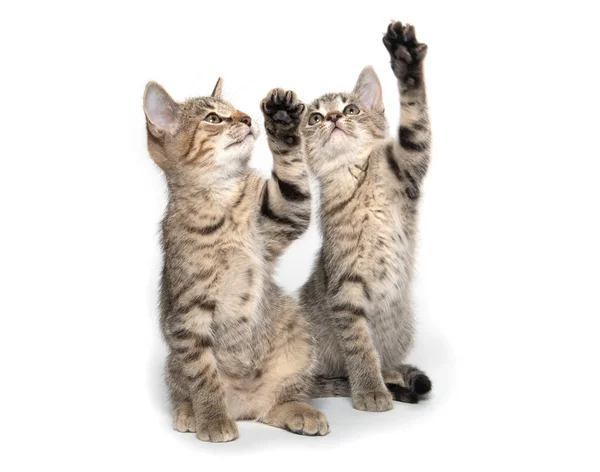 Two cute kittens looking up — Stock Photo, Image