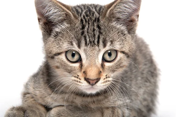 Schattig tabby kitten rustend op wit — Stockfoto