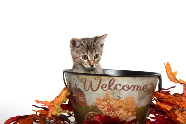 Kittwn in fall wecome bucket — Stock fotografie