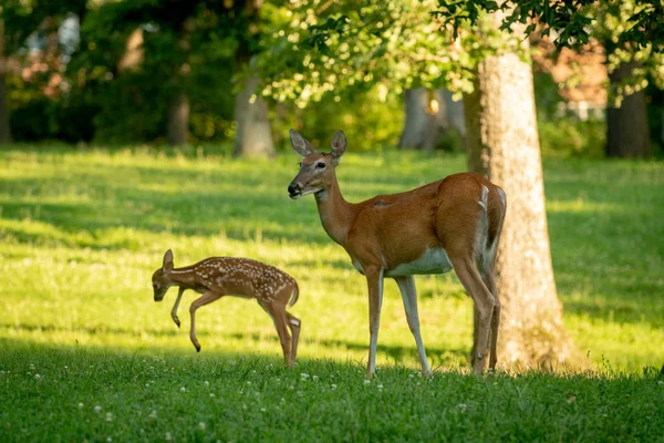 Whitetail doe and playing fawn — Stockfoto
