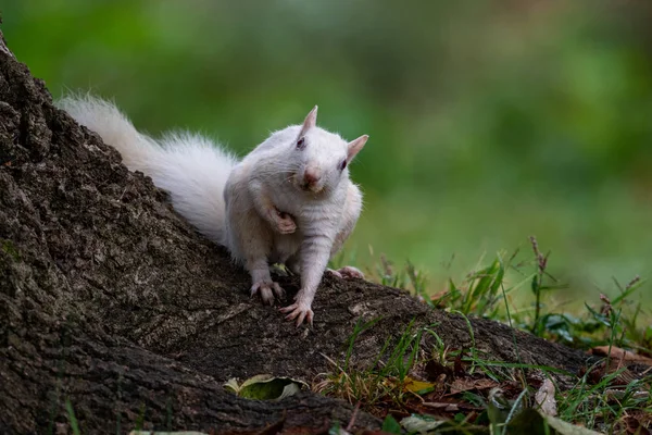 White squirrel — Stok fotoğraf