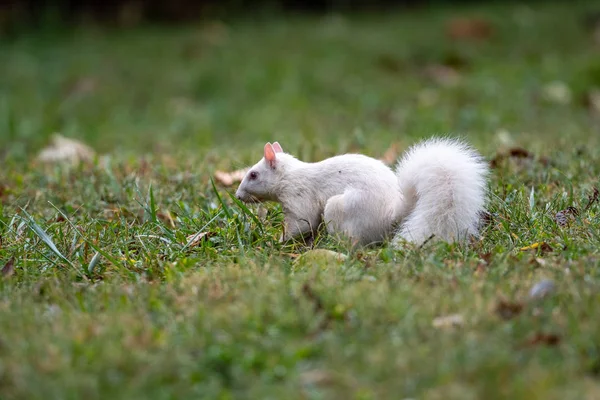 Білий білка — стокове фото
