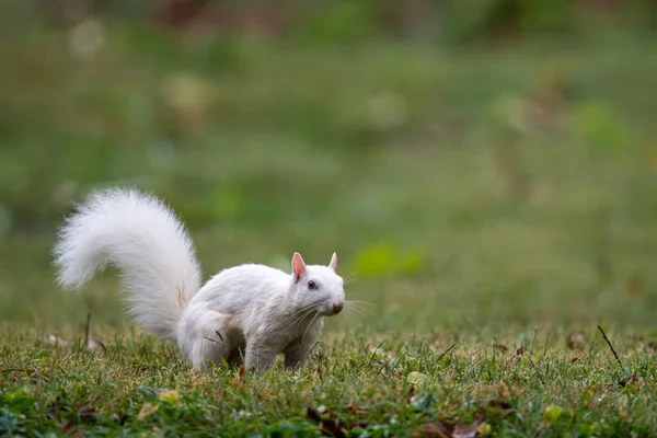 Λευκό σκίουρος — Φωτογραφία Αρχείου