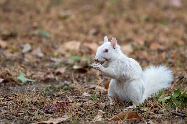 White squirrel — Stock Photo, Image